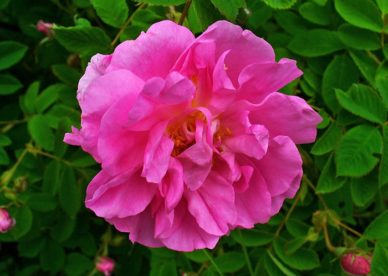 صور ورد دمشقي جوري وردي Pink Damask Rose Flower - صور ورد وزهور Rose Flower images